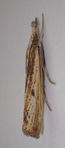 Réf. 317 137 : Agriphila inquinatella